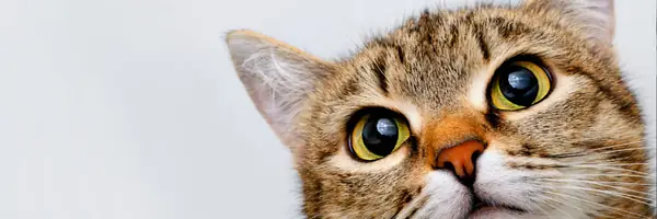 Three TypeScript Techniques for Writing Stronger Code